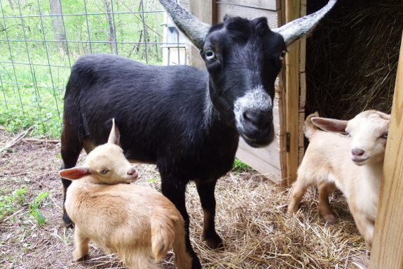 Goat family