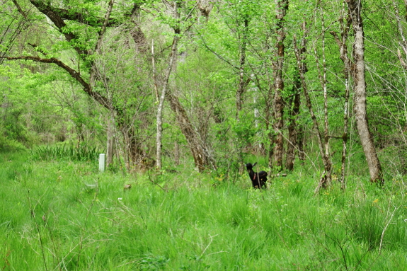 Goat in forest