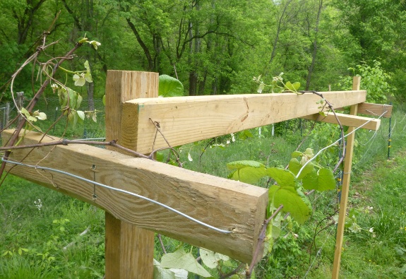 grape arbor wire details