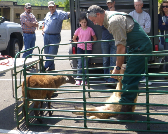 Flipping a sheep