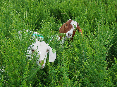 Goats eating lespedeza
