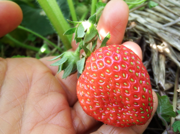 Nearly ripe strawberry