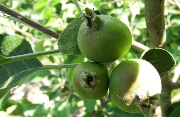 Apple cluster