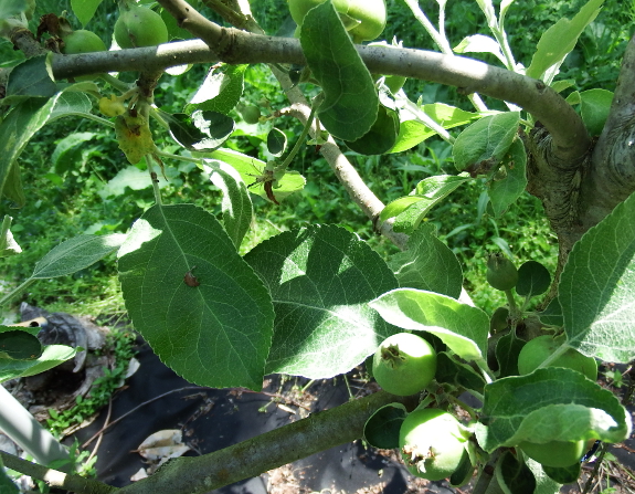 Apple tree in need of thinning