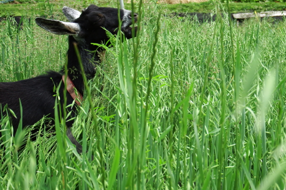 Goat eating oat flowers