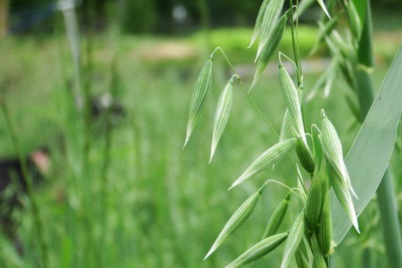 Oat flowers