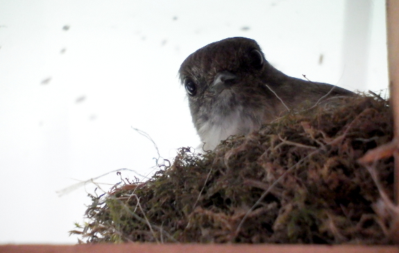 Phoebe nest