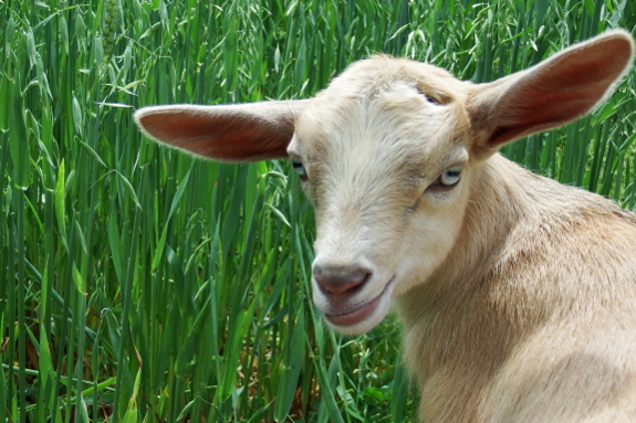 Three week old doeling