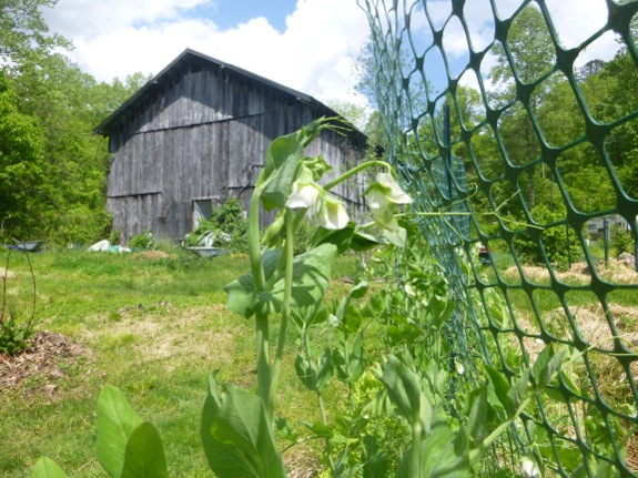 snow pea vine with barn in background