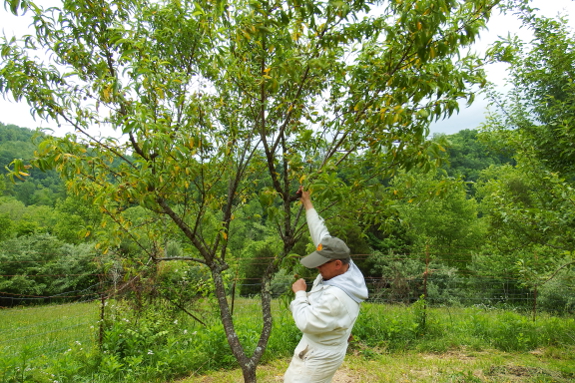 Shaking a peach tree