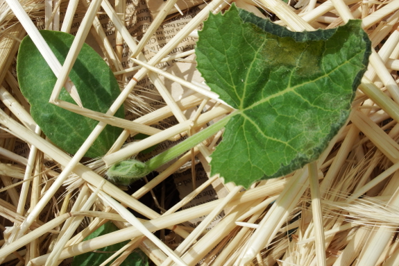 Frost-nipped squash seedling