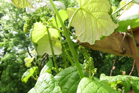 Grape flower buds