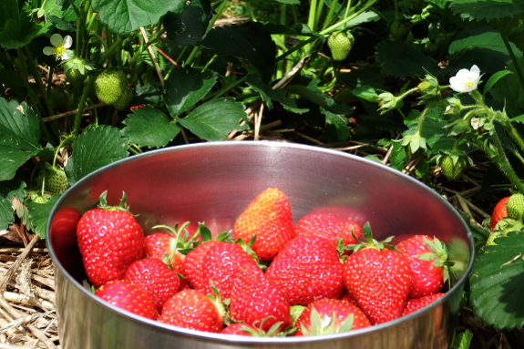 Harvesting strawberries