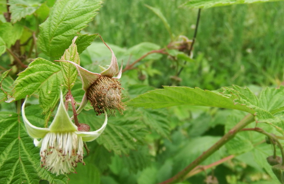 Raspberry flower