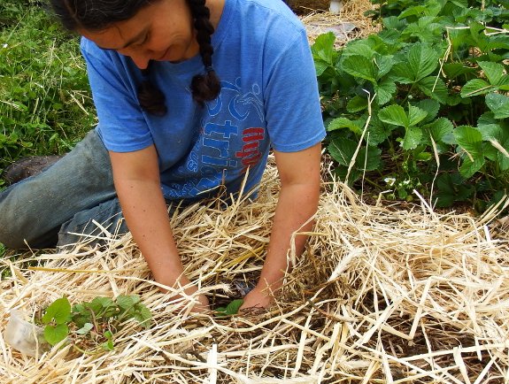 Planting sweet potato slips