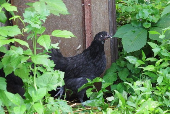 Six-week-old pullet