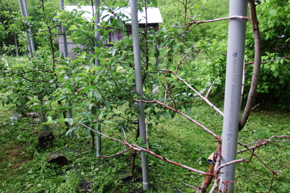 Dead apple tree