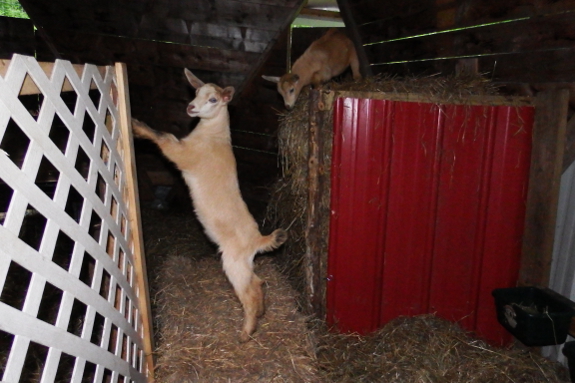 Goat kids at play