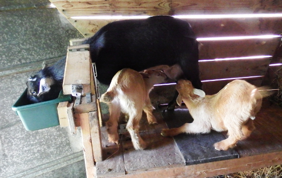 Goats nursing
