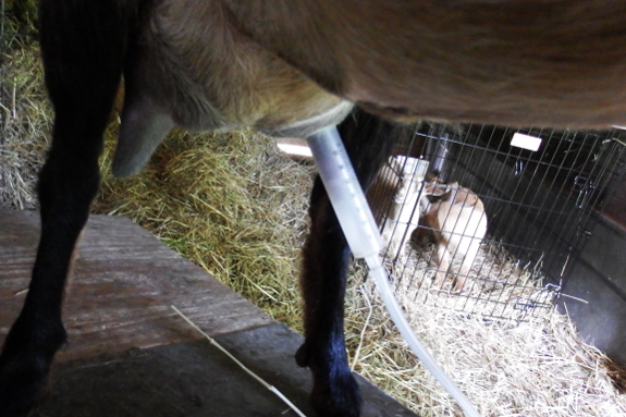 Milking a goat