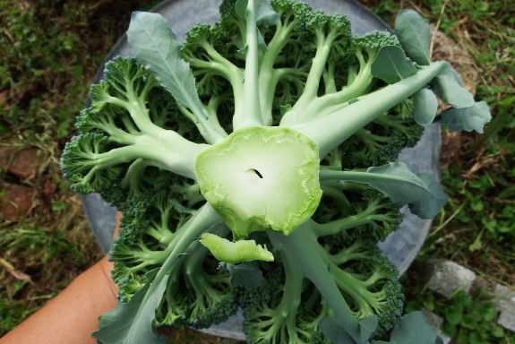 Pristine broccoli