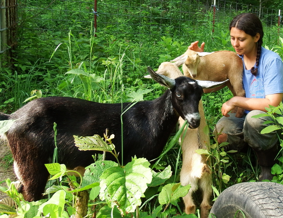 Goat family