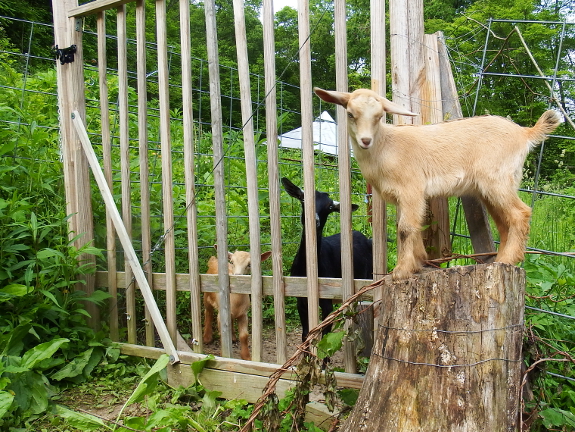 Goats at the gate