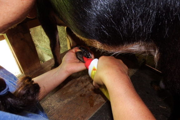 Treating for hoof rot