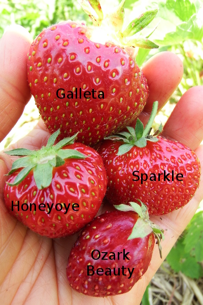 Strawberry varieties