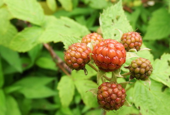 Ripening black raspberry