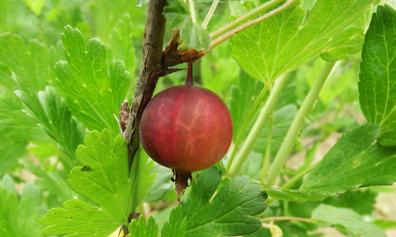 Ripening gooseberry