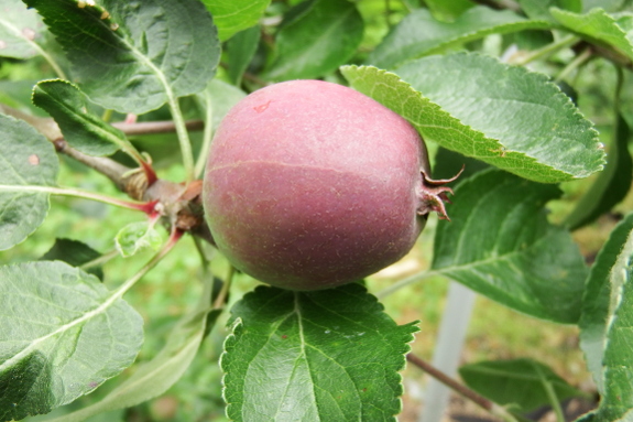 Young enterprise apple