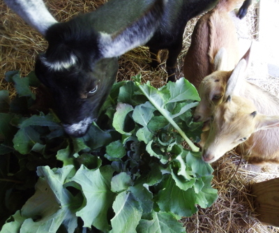 Basket of broccoli leaves