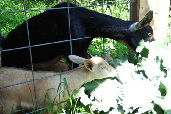 Goat eating broccoli