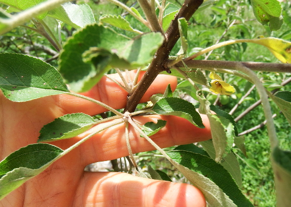 Apple fruiting spur in June