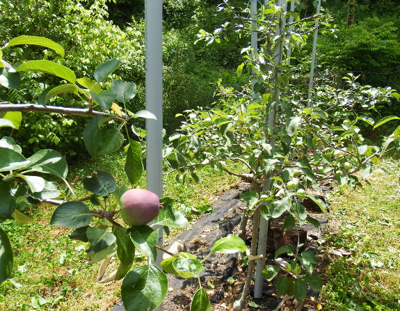 High-density apple trees