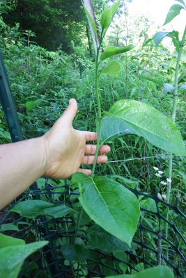 Grafted persimmon