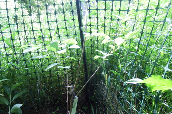 Summer persimmon grafting