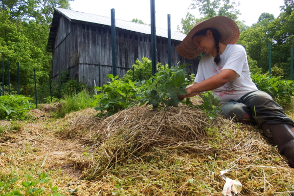 tomato prunning