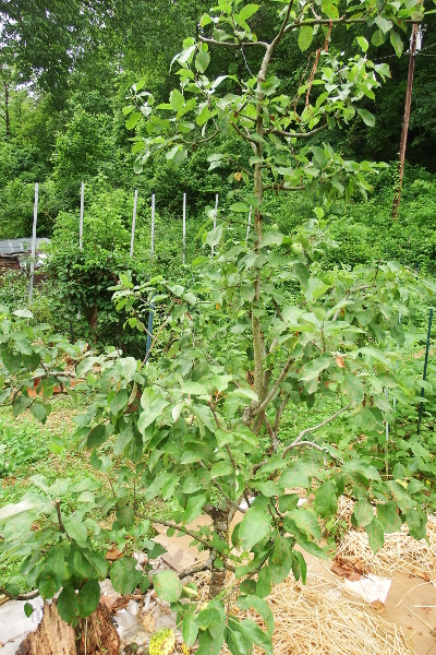 Dwarf apple tree