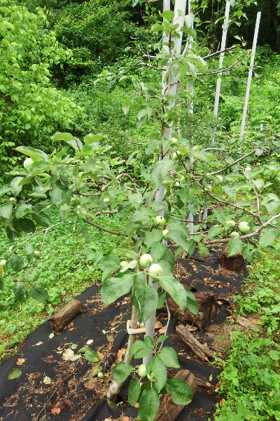 Loaded apple tree