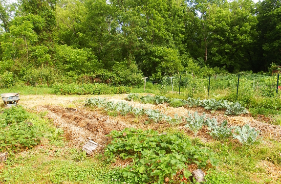 Garden transitioning from spring to summer