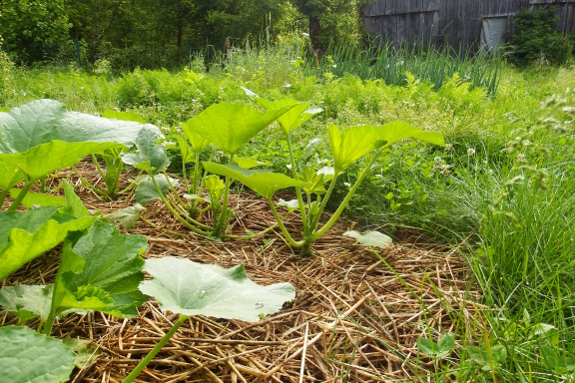 Shaggy garden