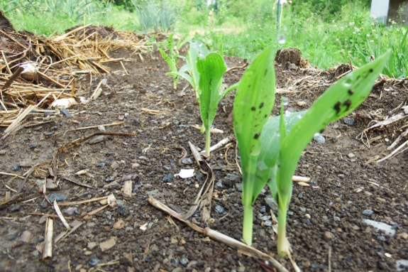 Sprouting corn