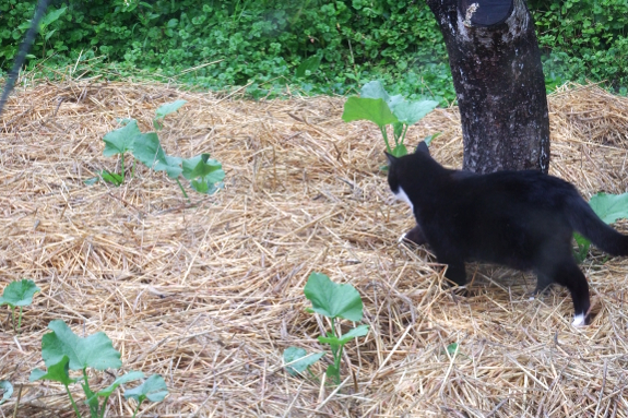 Cat in squash patch