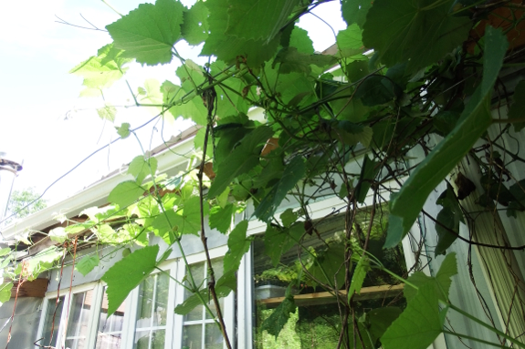 Grapevine on trellis