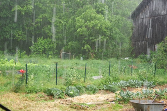 Rainy garden