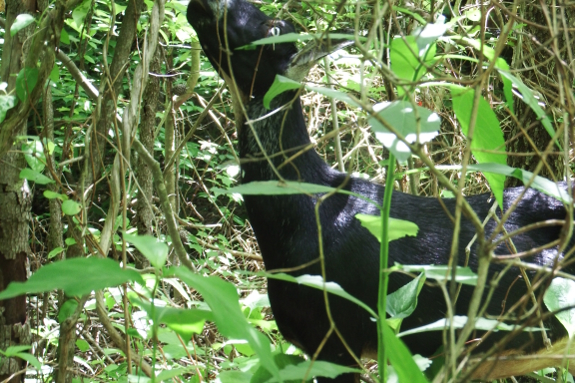 Grazing goat