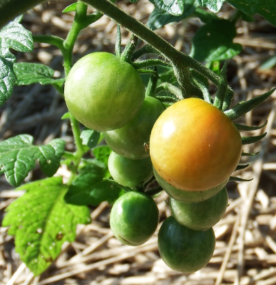 Ripening tomato