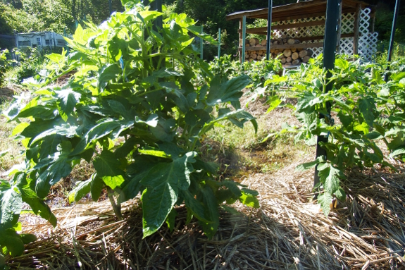 Tomato bush